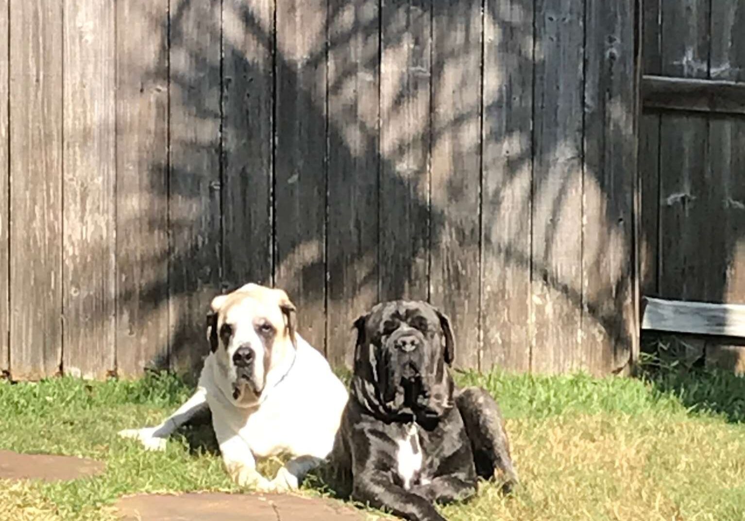 Two dogs by a fence.